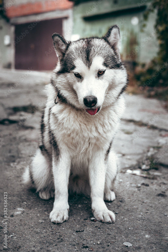 Female Malamute, a huge friendly Northern sled dog breed. Grey fluffy Alaskan Malamute sits and rests in the Park on the paved road. Female Malamute, a huge friendly Northern sled dog breed. Grey fluffy Alaskan Malamute sits and rests in the Park on the paved road.