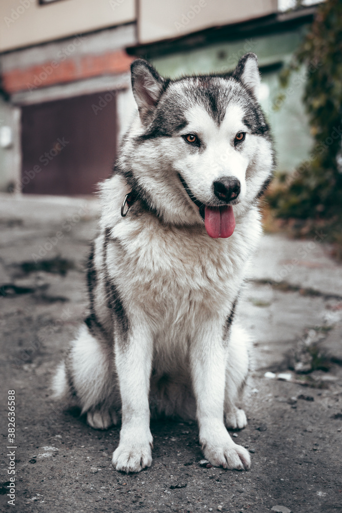 Female Malamute, a huge friendly Northern sled dog breed. Grey fluffy Alaskan Malamute sits and rests in the Park on the paved road.