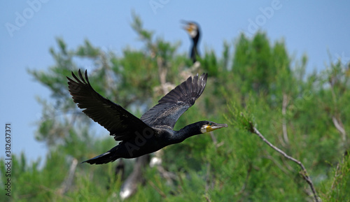 flying Great cormorant / fliegender Kormoran (Phalacrocorax carbo) photo