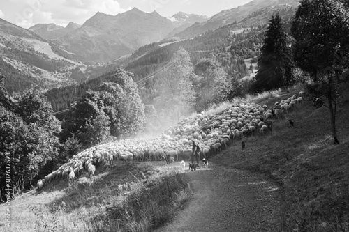 Flock of sheep in the mountains