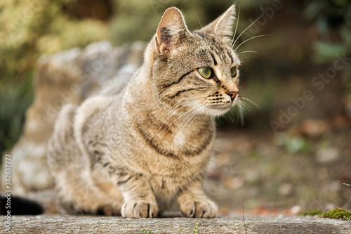 Portrait of a cat isolated on a bokeh background