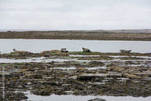 Group of seals in the middle of the rocks and next to a lake with very gray sky in Connemara, Ireland