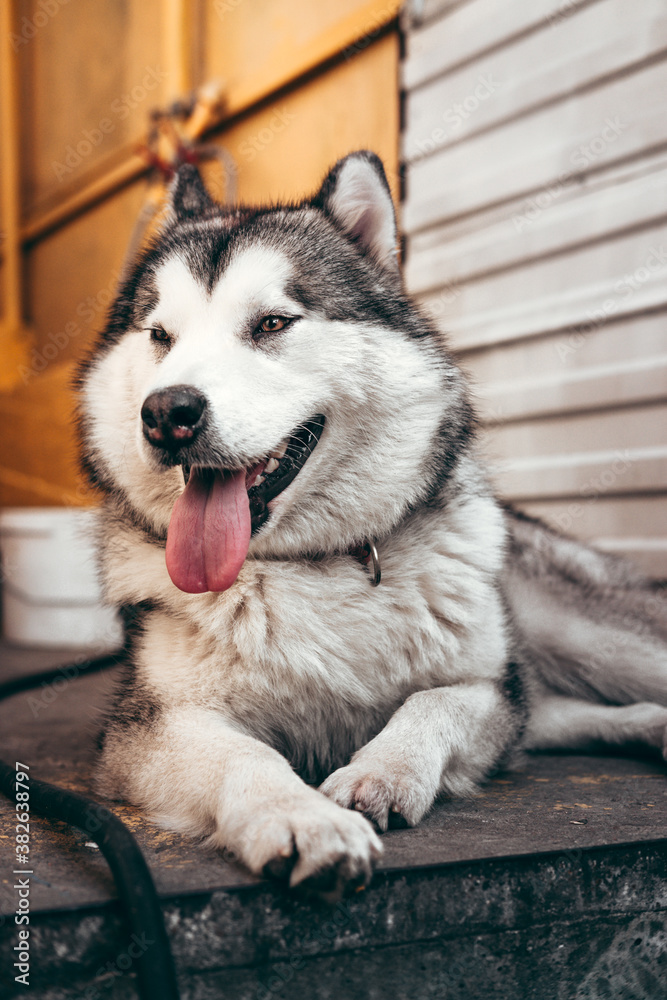 How Long To Walk A Malamute