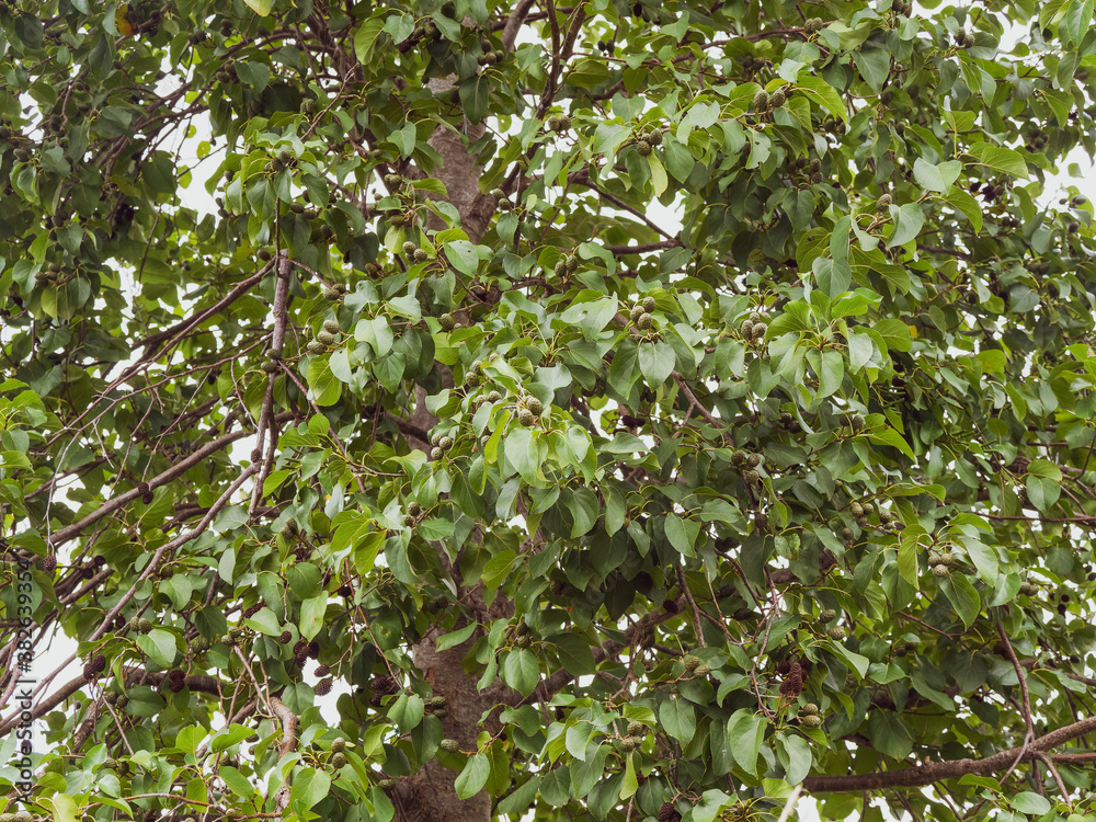 Aulne blanc (Alnus incana) 