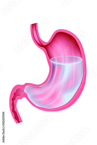 a human stomach filled with clear liquid. Digestive system. Medical illustration of anatomy of an internal organ in section. Vector.