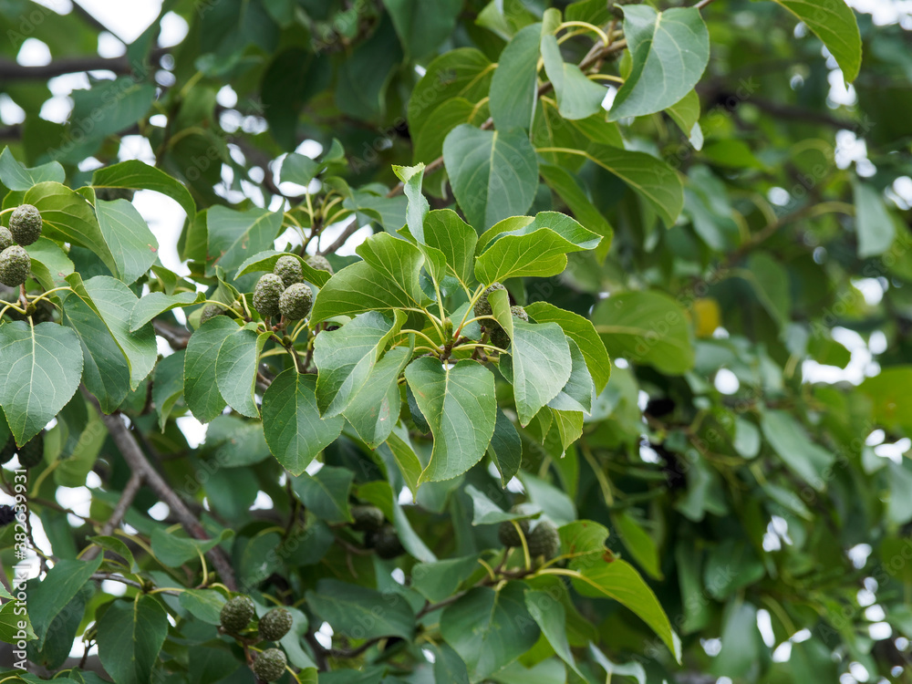 Obraz premium Aulne blanc (Alnus incana) 