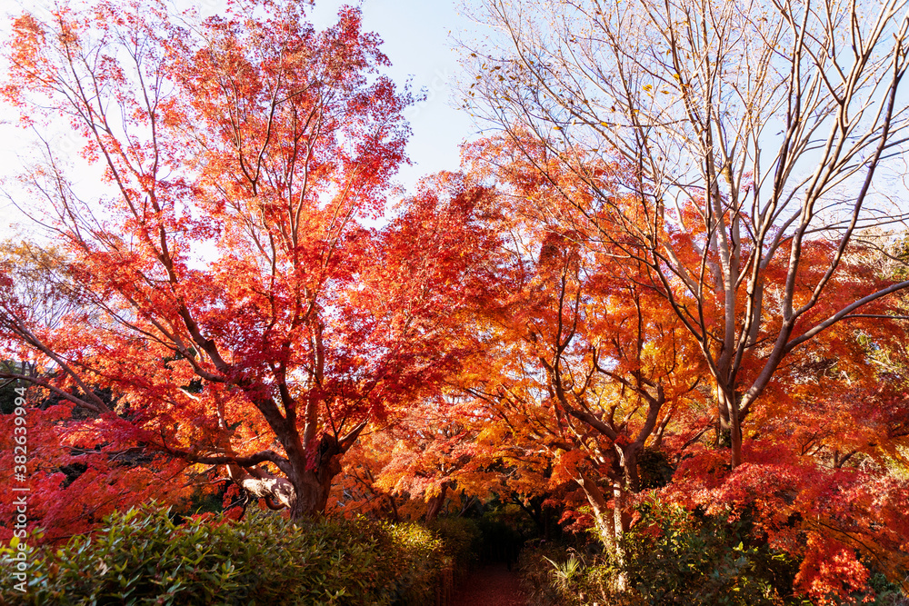 美しいカラフルな紅葉の秋