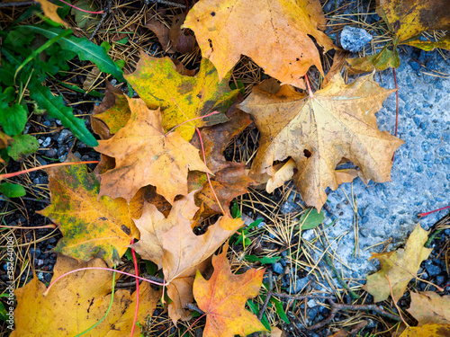 autumn leaves on the ground