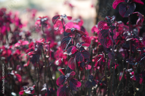 Bloodleaf or red leaf is a species of flowering plant inamaranth family. Some call this plant the Chicken Gizzard plant. photo