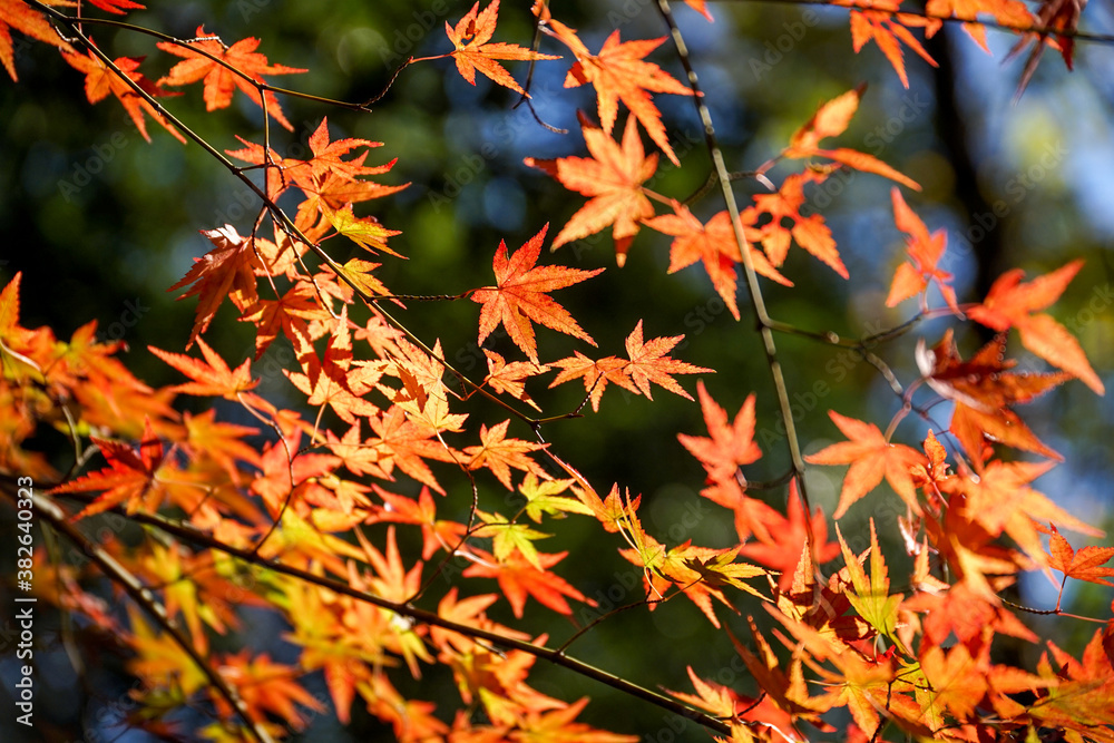 美しいカラフルな紅葉の秋 美しいカラフルな紅葉の秋