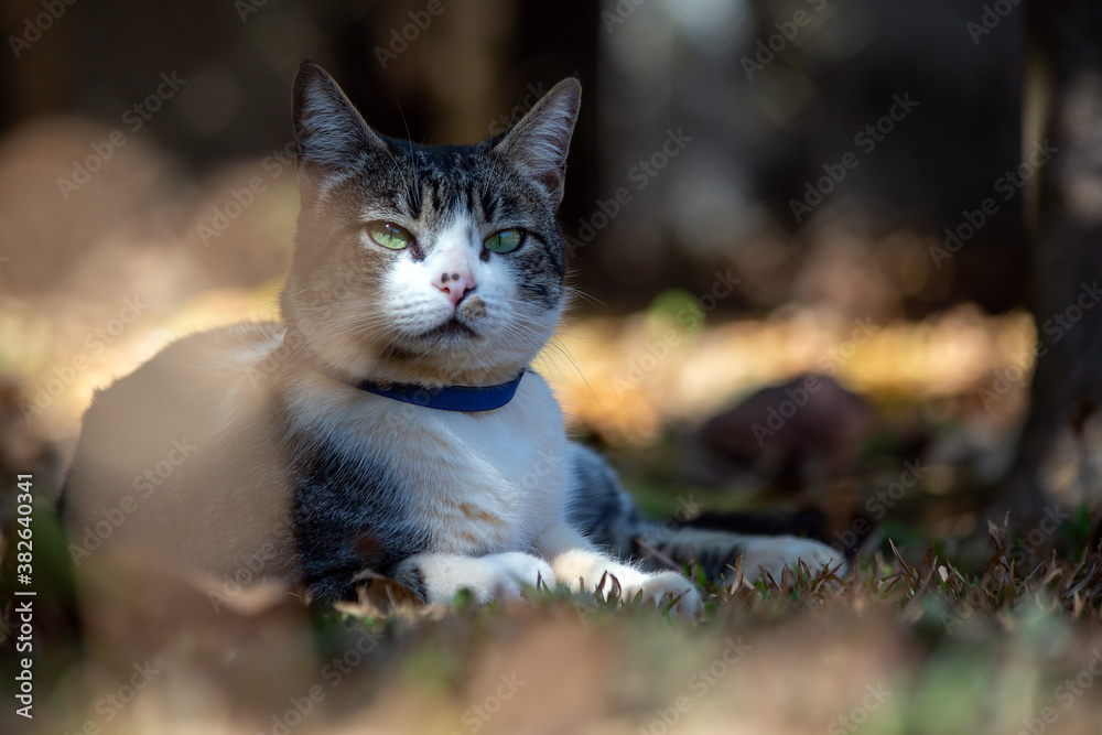 Obraz premium A beautiful tabby cat with green eyes and blue collar hidden among leaves and grass in the garden at sunset. Animal world. Pet lover. Animals defender. Cat lover. American wirehair. Blurred and flare 