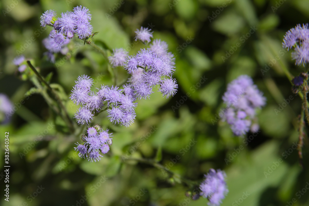 Flowers spring season, blue mist flower Flowers spring season, blue mist flower