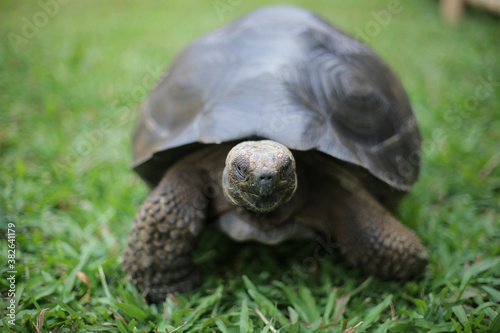 Close up of a beautiful giant tortoise  photo