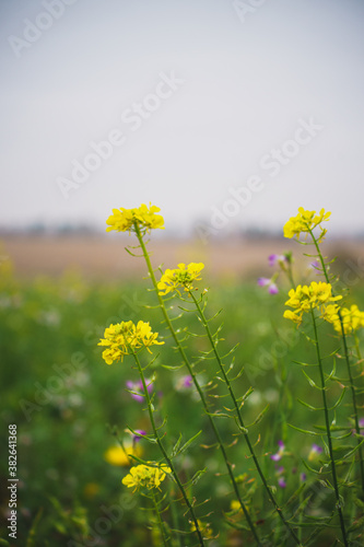 gelbe hohe Blumen im Herbst vor einem Bokeh Landschafts Hintergrund © René Bittner