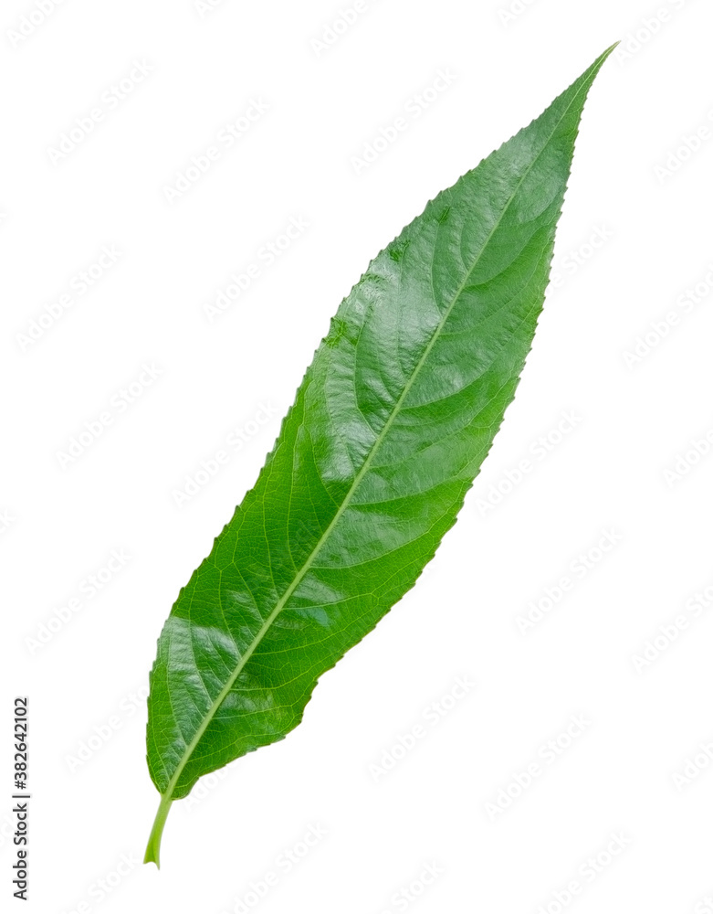 Green willow leaf isolated on a white background without shadow. Item for packaging, design, mockup and scene creator Green willow leaf isolated on a white background without shadow. Item for packaging, design, mockup and scene creator