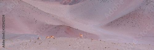Vicuna  Vicugna vicugna  in the Altiplano of Argentina near Tolar Grande. La Puna  Argentina  South America  America