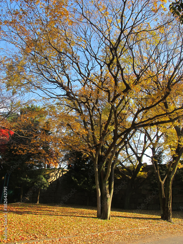 Fototapeta premium Big yellow maple tree in center of park