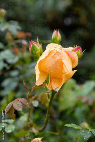 Louis de Funes rose after the rain photo