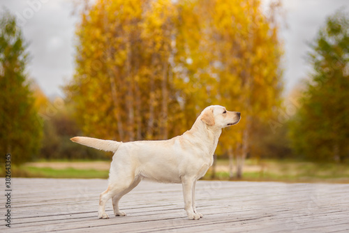 A Labrador dog runs in the autumn forest. Labrador Retriever dog in the fall between leaves.