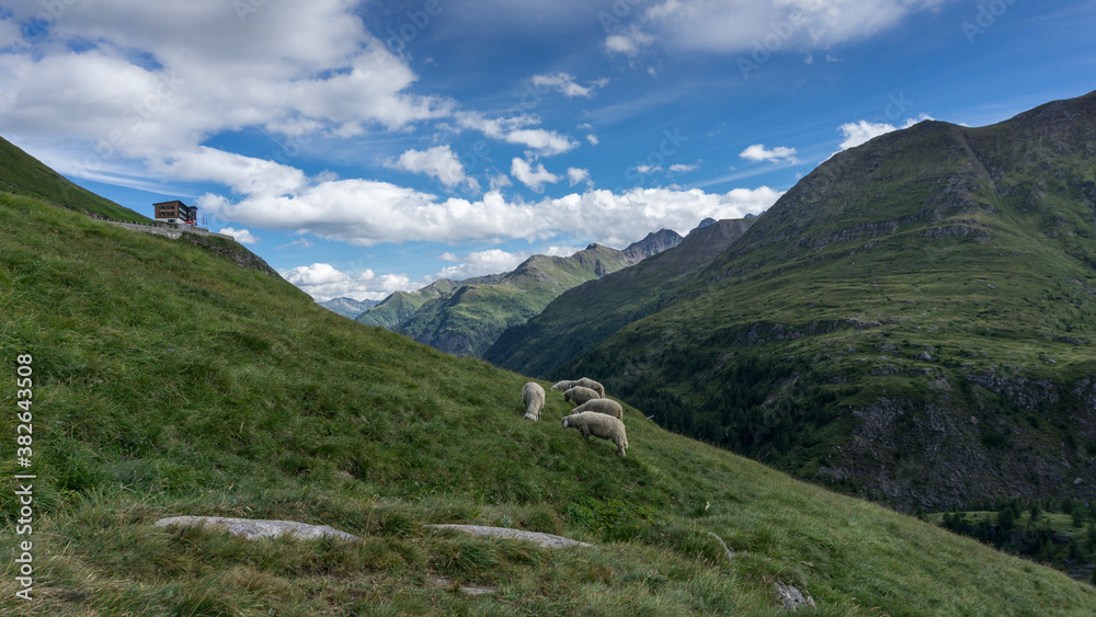 Europe best hiking trail with sheep on the alpine hiking trail Europe best hiking trail with sheep on the alpine hiking trail