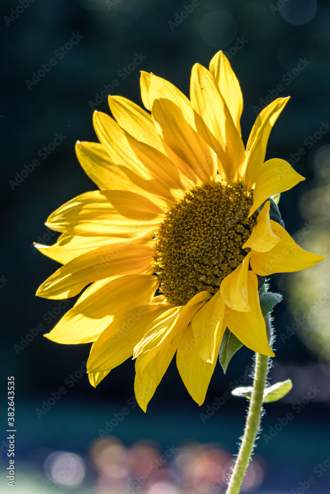 Naklejka premium in der Abendsonne