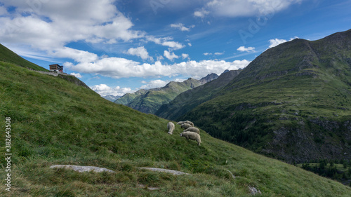 Europe best hiking trail with sheep on the alpine hiking trail