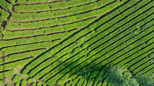 Green tea plantation at Ranca Cangkuang, Bandung, Indonesia.