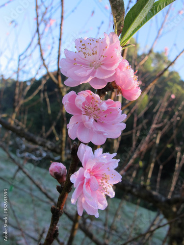 Close up pink prunus cerasoides or wild himalayan cherry with dew in the morning