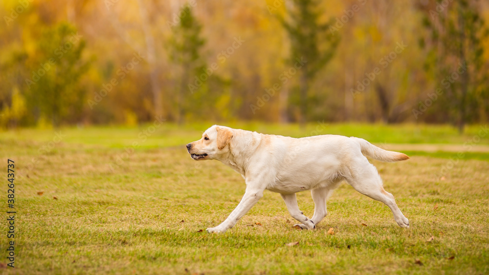 A Labrador dog runs in the autumn forest. Labrador Retriever dog in the fall between leaves. A Labrador dog runs in the autumn forest. Labrador Retriever dog in the fall between leaves.