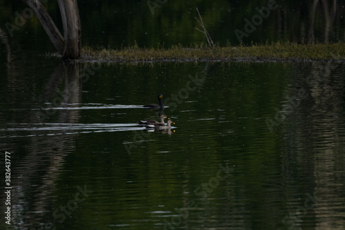 spot bills ducks racing against a cormorant