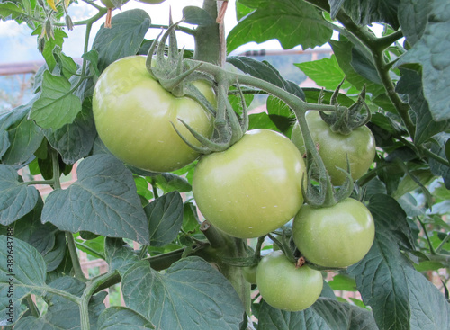 Growing of green tomato in countryside farm