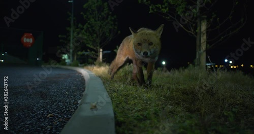 Red fox urban vixen at night in the city watching for danger under street lights photo