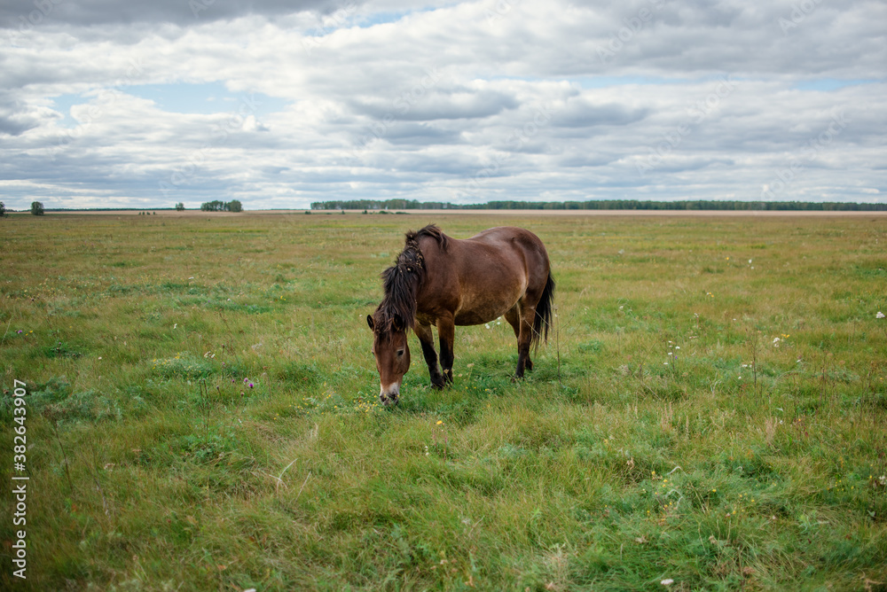 horse, animal, brown, farm, grass, field, nature, pasture, mammal, sky, horses, equine, meadow, green, stallion, mare, beautiful, head, rural, wild, portrait, foal, mane, summer, equestrian