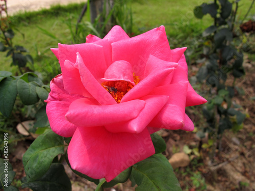 Honey bee in pink rose in garden
