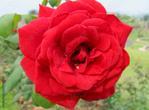 Close up velvet red rose in garden