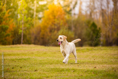 A Labrador dog runs in the autumn forest. Labrador Retriever dog in the fall between leaves.