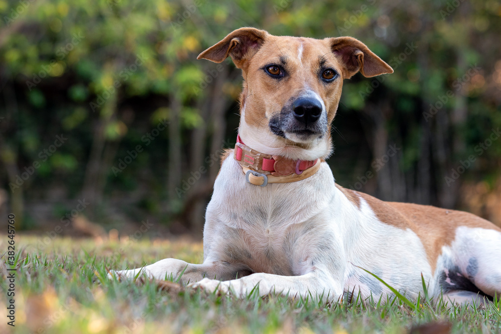 A white and brown spotted female dog enjoying the sunset in the park. Brown eyes and pink collar. Animal world. Pet lover. Animals defender. Dog lover A white and brown spotted female dog enjoying the sunset in the park. Brown eyes and pink collar. Animal world. Pet lover. Animals defender. Dog lover