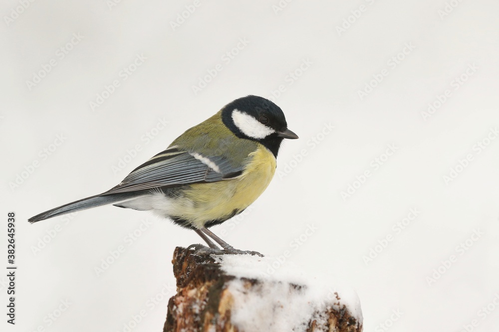 Great tit sitting on on the branch. Wildlife scene from nature. Song bird in nature habitat. Parus major. Great tit sitting on on the branch. Wildlife scene from nature. Song bird in nature habitat. Parus major.