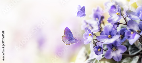 Soft Purple flowers of of violet with flying butterfly on blur spring background