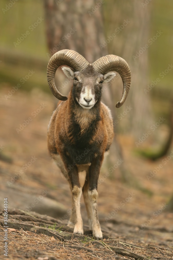 mouflon (Ovis orientalis orientalis) close up portrait. Close-up portrait of mammal with big horn, Czech Republic. mouflon (Ovis orientalis orientalis) close up portrait. Close-up portrait of mammal with big horn, Czech Republic.