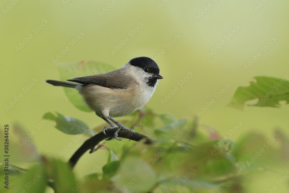 Obraz premium Marsh tit (Poecile palustris)sitting on the branch. Bird of Europe. Titmouse in the nature habitat.