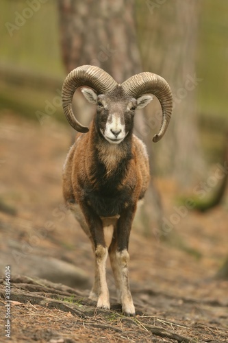mouflon (Ovis orientalis orientalis) close up portrait. Close-up portrait of mammal with big horn, Czech Republic.