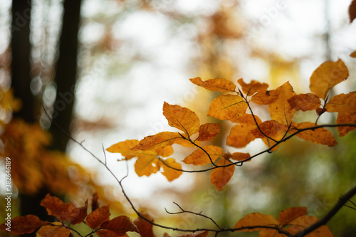 Orange autumn leaves in a forest isolated against soft background 