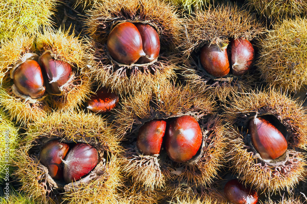fresh autumn chestnuts with hedgehogs fallen from the tree fresh autumn chestnuts with hedgehogs fallen from the tree