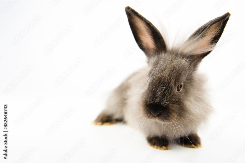 Rabbit bunny baby isolated on white background and copy space. Cute fluffy little rabbit isolated on whitebackground. Rabbit bunny baby isolated on white background and copy space. Cute fluffy little rabbit isolated on whitebackground.
