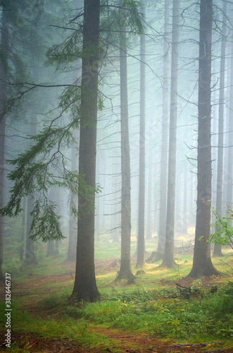 Beautiful nature  fog in the autumn forest