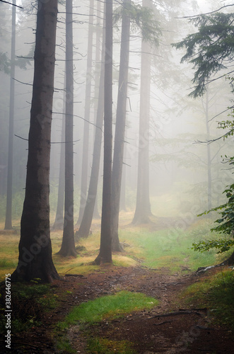 Beautiful nature  fog in the autumn forest