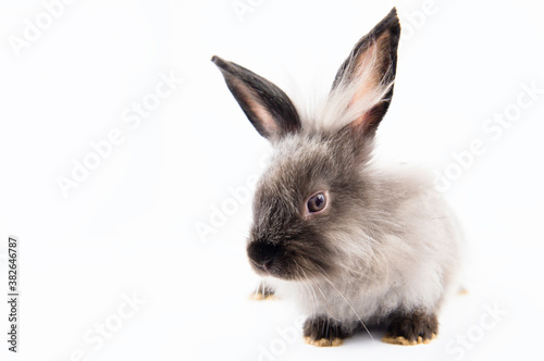 Rabbit bunny baby isolated on white background and copy space. Cute fluffy little rabbit isolated on whitebackground.