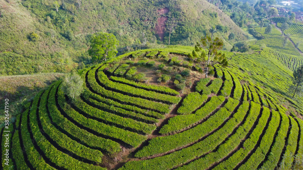 Aerial view of green tea plantation at Ranca Cangkuang, Bandung, Indonesia