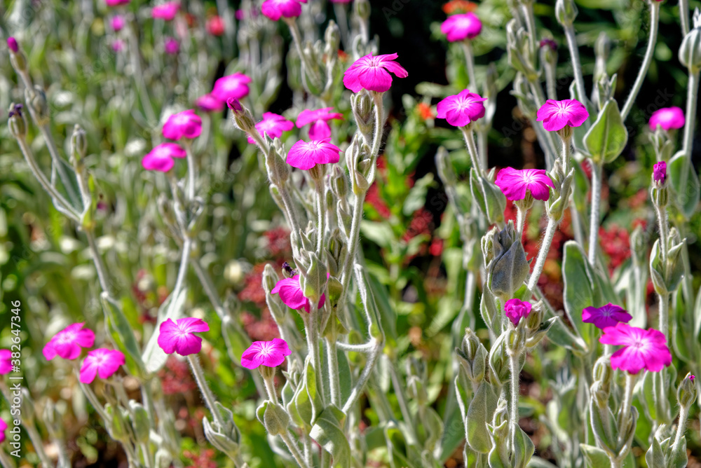 Lychnis Coronaria or Rose Campion